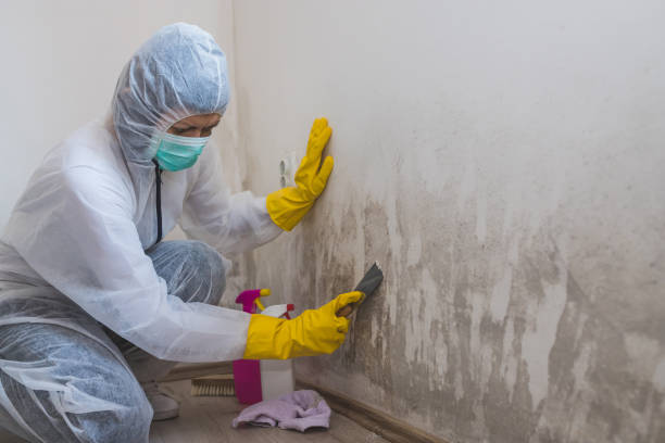 Best Bathroom Mold Remediation in Benton, TN