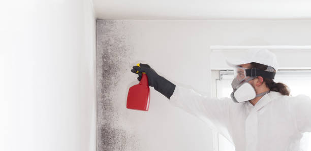 Best Localized Mold Remediation (e.g., coastal areas, humid climates) in Benton, TN