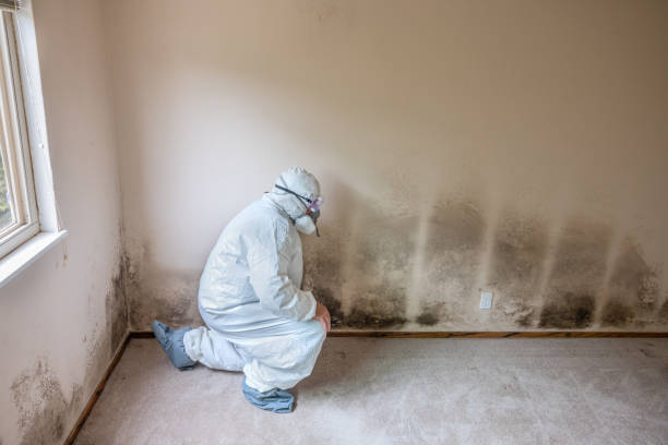 Best Health and Safety Mold Remediation in Benton, TN