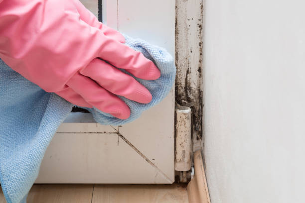 Benton, TN Mold Remediation Company